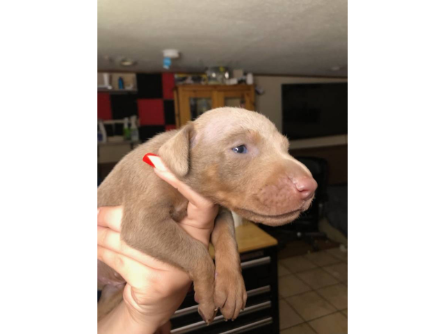 3 AKC Doberman puppies for sale