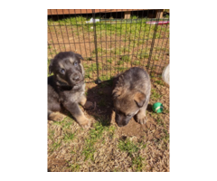 German Shepherds