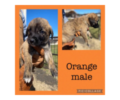 AKC 1st litter Anatolian shepherd puppies for sale