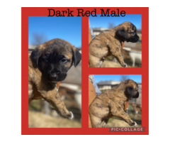 AKC 1st litter Anatolian shepherd puppies for sale