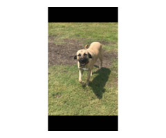 AKC 1st litter Anatolian shepherd puppies for sale