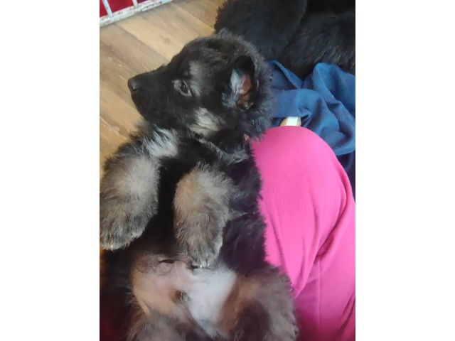 Long coat GSD babies for adoption