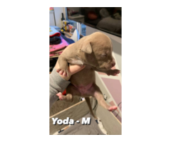 Purebred American Staffordshire terrier puppies