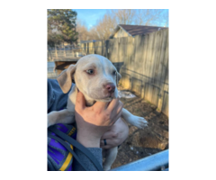 5 Labrabull puppies needing a new home