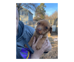 5 Labrabull puppies needing a new home