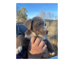 5 Labrabull puppies needing a new home