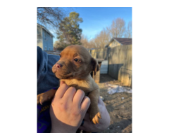 5 Labrabull puppies needing a new home