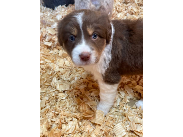3 Aussie puppies available