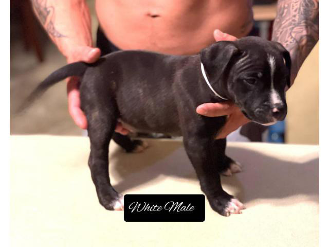 Staffordshire Bull Terrier puppies for Sale