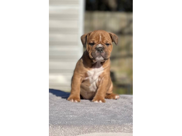 5 tricolor Olde English Bulldogge puppies for sale
