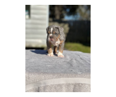 5 tricolor Olde English Bulldogge puppies for sale