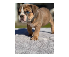 5 tricolor Olde English Bulldogge puppies for sale