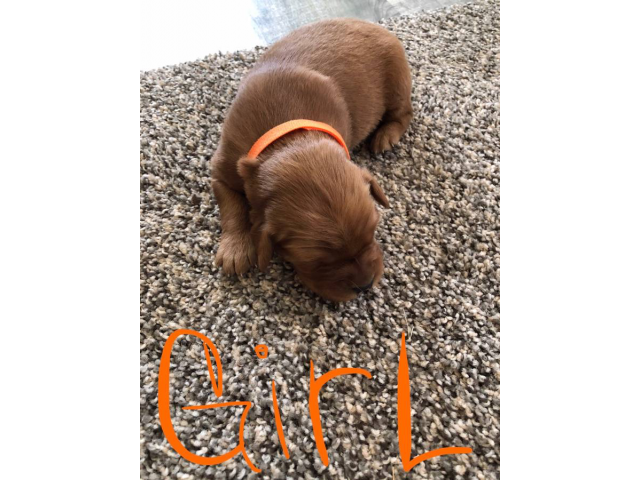 AKC Red Golden Retriever Puppies for Sale