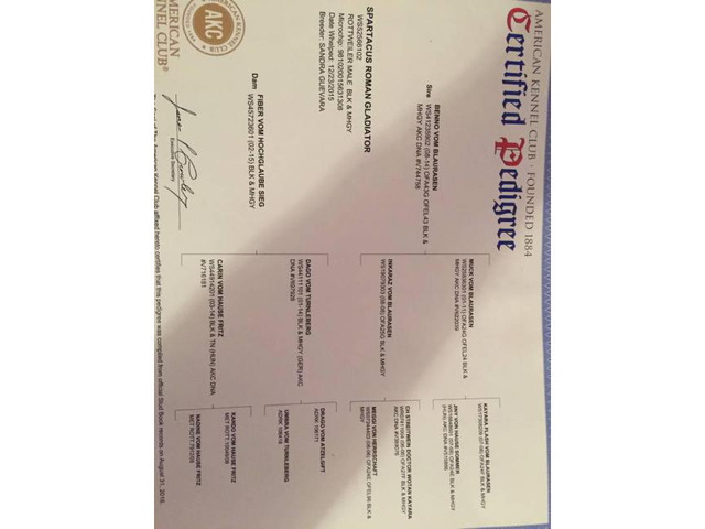 Akc Rottweiler Puppies Imported lines