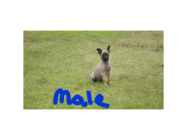 8 puppies belgian malinois mixed