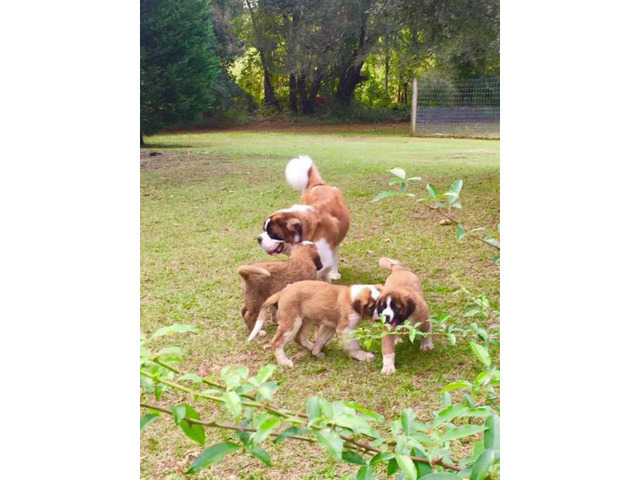 3 beautiful AKC registered St. Bernard puppies