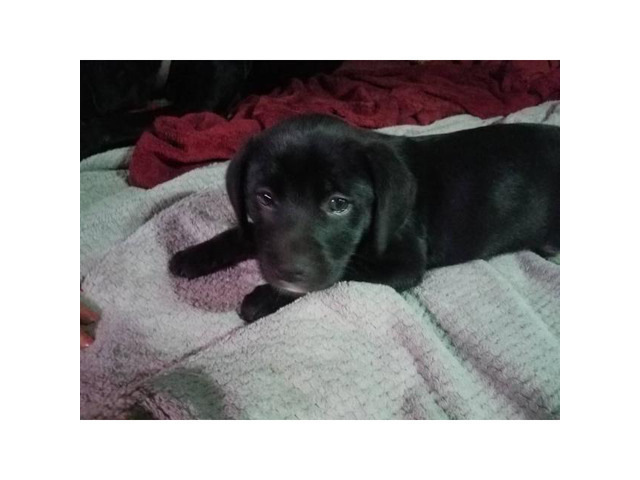 Female Black Lab Boxer MIxed puppy
