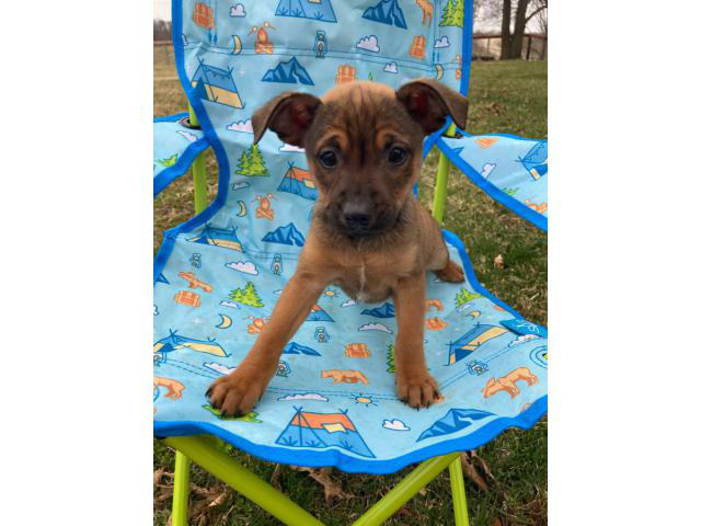 Baby boy miniature pinscher terrier mix puppy