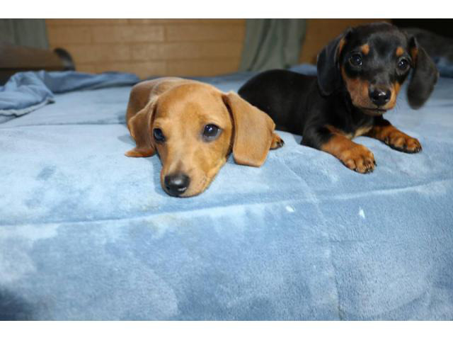 2 Dachshund puppies looking for their forever home