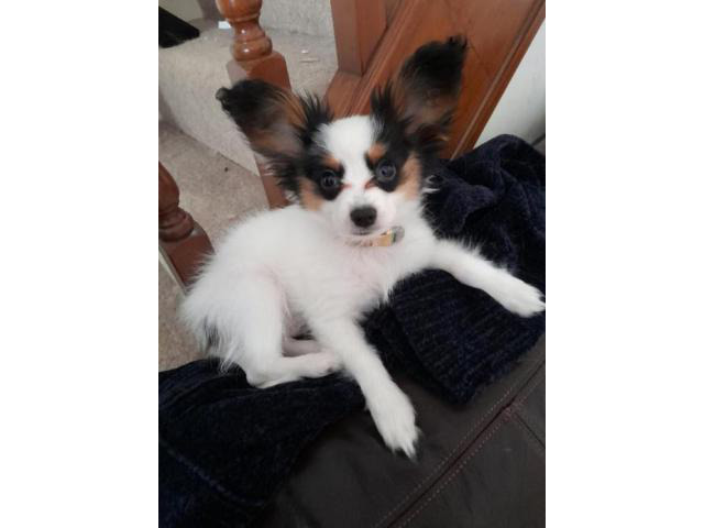 Papillon Puppies Awaits Their New Home