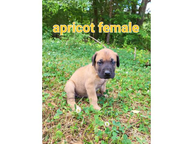 4 AKC registered English Mastiff puppies