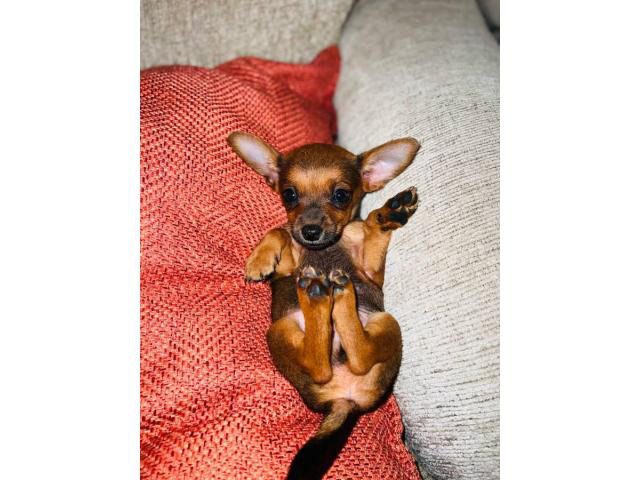 Chiweenie puppies for rehoming