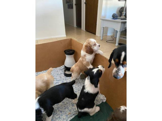 3 males and 1 female Springer Spaniel Puppies