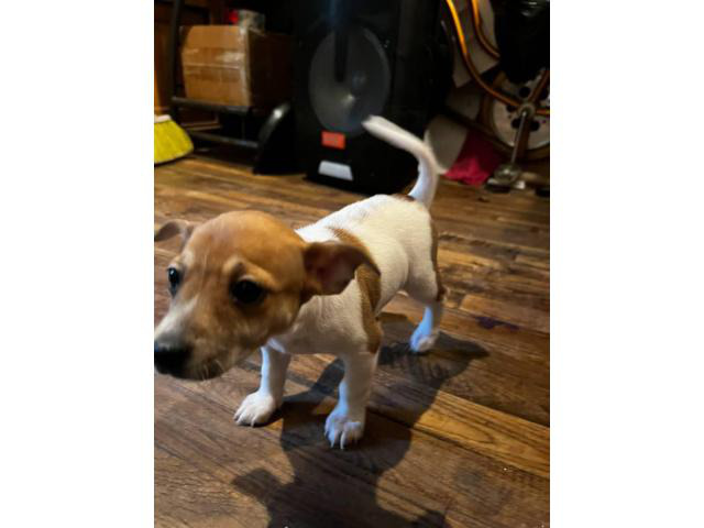 little female rat terrier puppies available for adoption