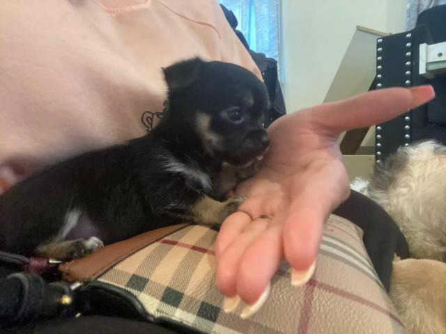 1 months old Teacup Chihuahua puppies