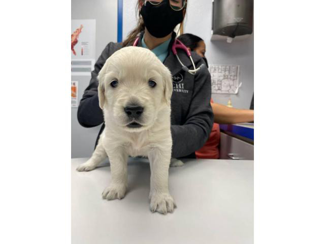 2 AKC white golden retriever puppies