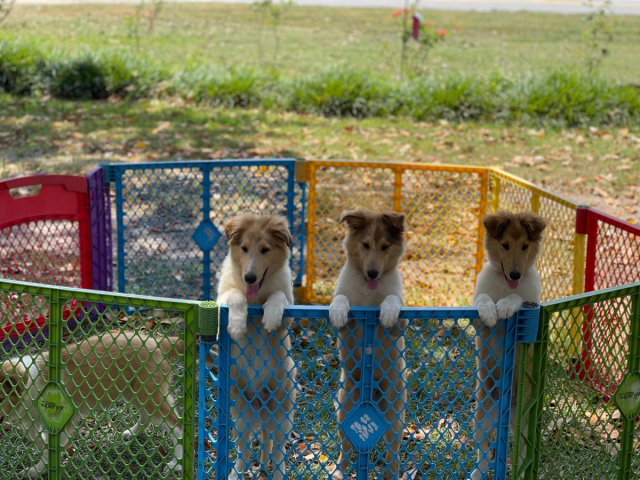 Rough collie pups