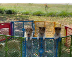Rough collie pups