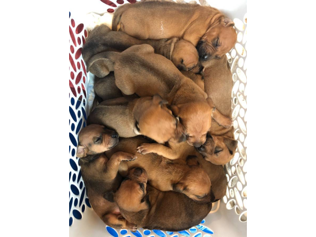 Gorgeous Rhodesian Ridgeback puppies