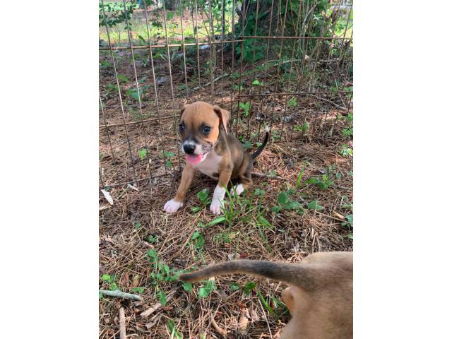 5 boxer/lab mix puppies