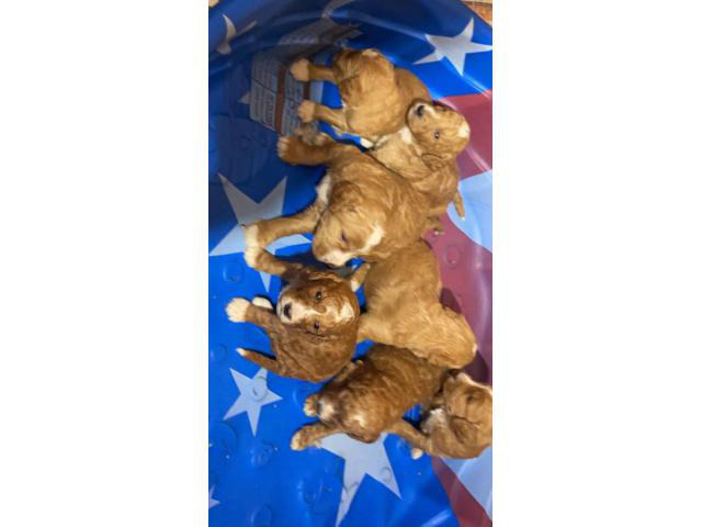 F1B goldendoodle puppies