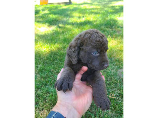 Stunning Chessie puppies for sale