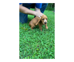 5 English Cocker Spaniel puppies for sale