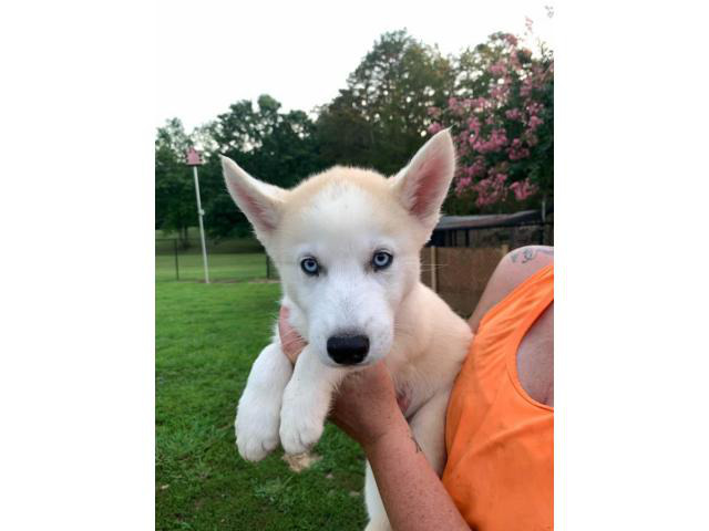 4 all male Siberian husky puppies