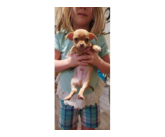 3 Shici puppies looking for a loving home