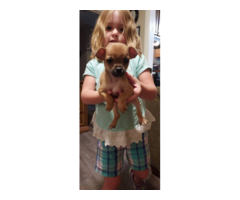 3 Shici puppies looking for a loving home