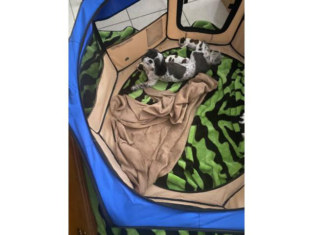 4 Shih Tzu puppies for sale