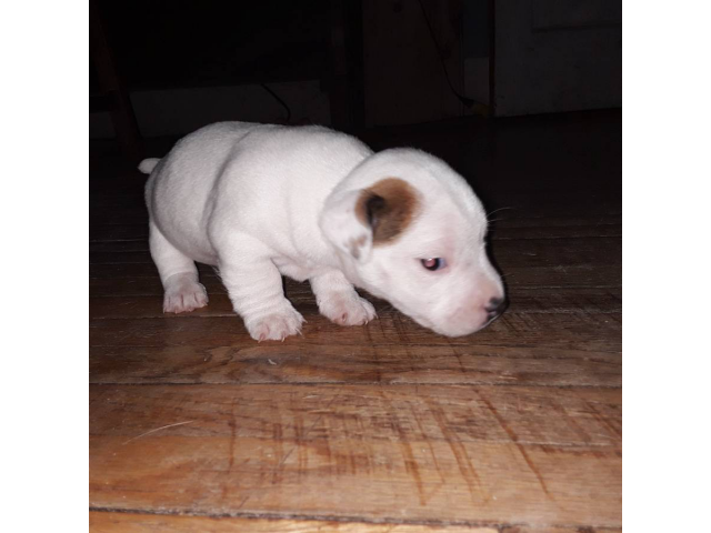 8 Jack Russell Terrier Puppies for Sale