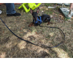 2 Manchester terrier male puppies for adoption
