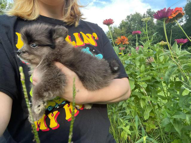 2 Beautiful Pomeranian Mix Puppies