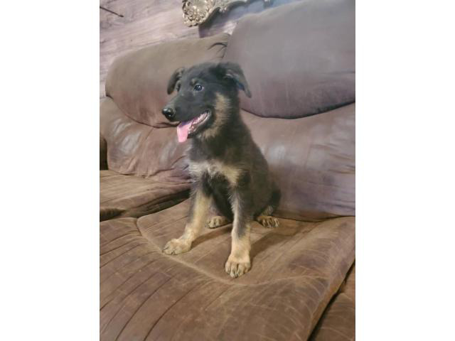 Black and tan German Shepherd puppies