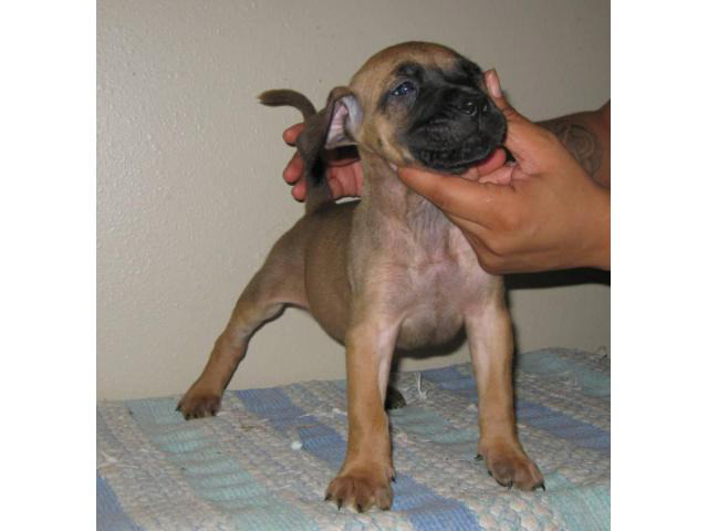 8 Presa Canario puppies for sale
