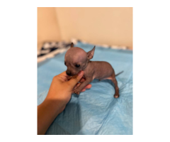 6 Xoloitzcuintli puppies for sale