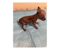 6 Xoloitzcuintli puppies for sale