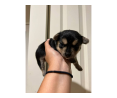 6 Xoloitzcuintli puppies for sale