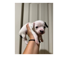 6 Xoloitzcuintli puppies for sale